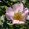 Fiore di rosa canina - Fam. Rosaceae_6_215.jpg