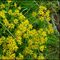 grigna-settentrionale-Saxifraga aphylla