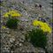 grigna-settentrionale-fiori tra i sassi - (Papaver rhaeticum - papavero giallo o alpino)