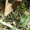 Papilio machaon, farfalla_14_970.jpg