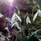 bucaneve (galanthus nivalis)