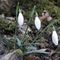 bucaneve (galanthus nivalis)