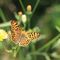Issoria lathonia - Ninfalidi - Lepidotteri_31_211.jpg