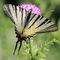 Papilio podalirio - Papilionidi_36_947.jpg