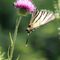 Papilio podalirio - Papilionidi_39_511.jpg