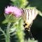Papilio podalirio - Papilionidi_48_506.jpg