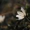 anemone nemorosa - anemone bianca