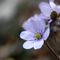 anemone hepatica - erba trinità