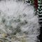 Mammillaria geminispina - Fam. Cactaceae_20_779.jpg