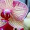 Phalaenopsis gigantea - Fam. Orchidaceae_2_998.jpg