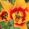 Tulipano (Tulipa) - Fam. Liliaceae_38_425.jpg