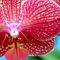 Phalaenopsis gigantea - Fam. Orchidaceae_3_326.jpg