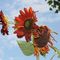 Girasole comune (Helianthus annus) - Fam. Asteraceae_44_894.jpg