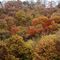 A che somiglia un bosco in pieno autunno?_13_462.jpg