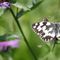 Farfalla (Melanargia galathea) con diavoletto di bosco_7_384.jpg