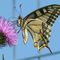 Papilio machaon_44_494.jpg