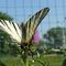 Papilio podalirio_67_968.jpg