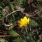 Ranuncolo favagello (Ranunculus ficaria)_23_917.jpg