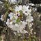 Ciliegio (Prunus avium)_26_723.jpg