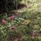 esce un pò di sole e ammiro il: Giglio martagone (Lilium martagon)-Liliaceae_25_331.jpg
