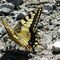 Papilio machaon_16_464.jpg