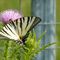 Iphiclides (Papilio) podalirius_9_875.jpg