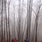 Il bosco avvolto dalla nebbia salendo al Leten...