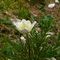 10 mbrumano_anemone narcissiflora