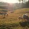 Le pecorelle brucano sotto gli ultimi raggi di sole della giornata..