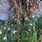 Galanthus nivalis_21_295.jpg