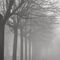 nebbia-al-parco-di-san-rocco_7_441.jpg