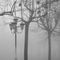 nebbia-al-parco-di-san-rocco_10_246.jpg