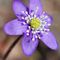 anemone-epatica