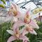 orchidee-2_14_783.jpg