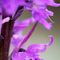 orchidee-spontanee_2_210.jpg