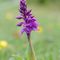 orchidee-spontanee_4_374.jpg