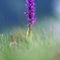 orchidee-spontanee_6_467.jpg