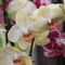 orchidee_7_137.jpg