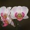 orchidee_10_606.jpg