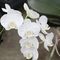 orchidee_11_948.jpg