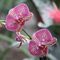 orchidee_14_549.jpg