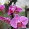 orchidee_15_302.jpg
