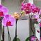 orchids_4_105.jpg
