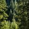 foresta in val Brandet,canon 7D.ob17-85+polarizzatore+cavalletto