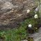 Fioritura di anemoni alpini-Pulsatilla Alpina