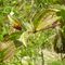 Coccinella septempunctata - Fam. Coccinellidae_7_979.jpg