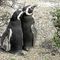 pinguini di Magellano.jpg