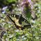 Papilio machaon_10_766.jpg