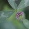 Trifolium pratense_7_217.jpg