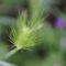 Setaria viridis_8_046.jpg
